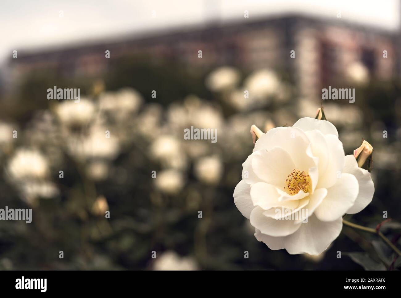 Weiße Rose Blume im Rosengarten von Puerto Madero. Urbaner Hintergrund. Stockfoto