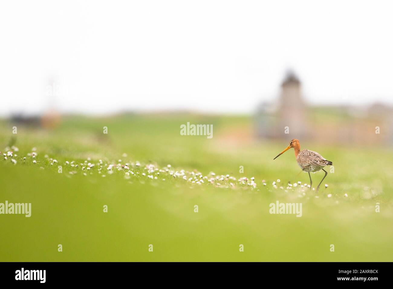 Uferschnepfe, Limosa limosa Stockfoto