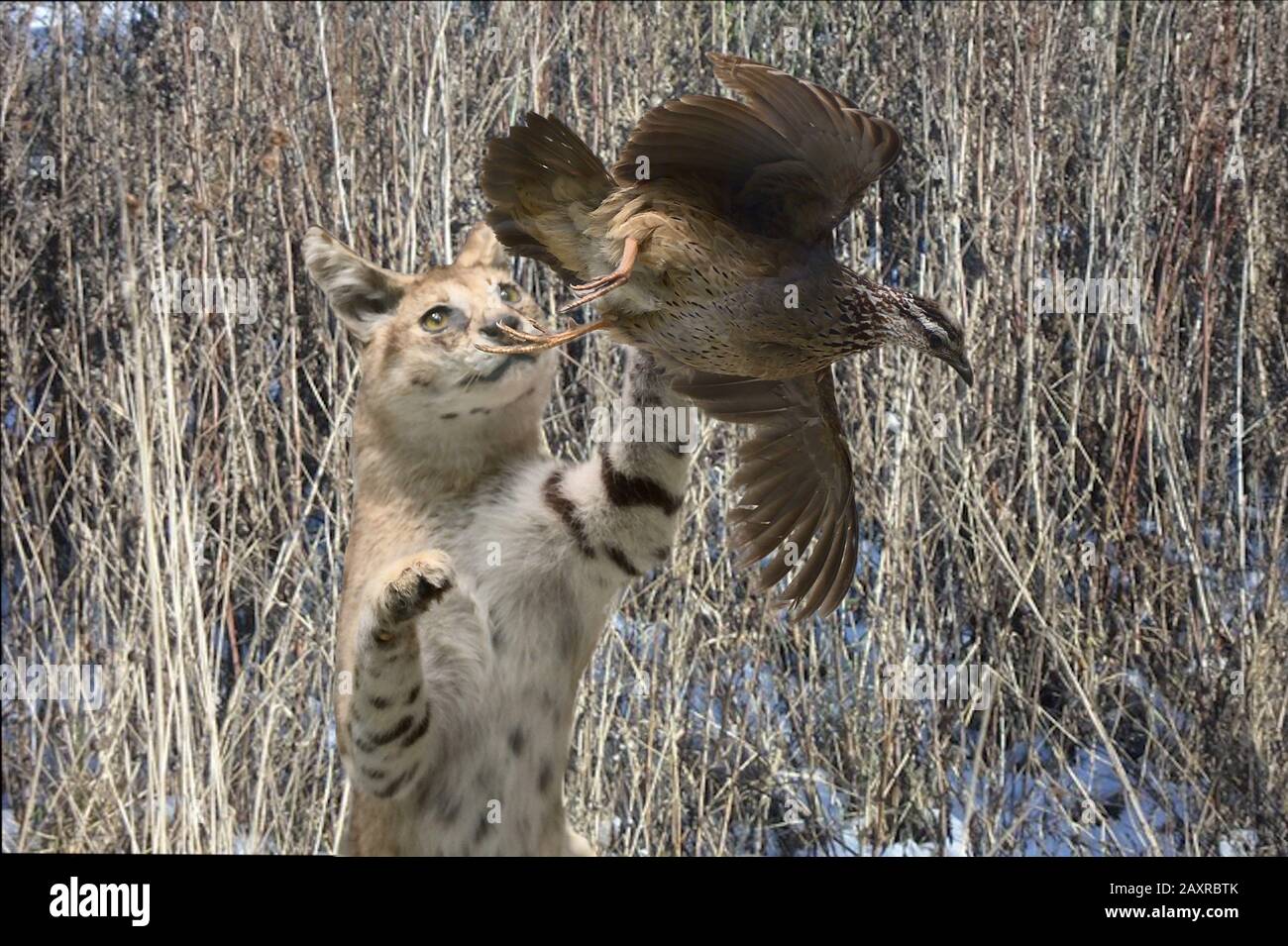 Abbildung: Serval springt auf, um einen Wachtel im Kampf im hohen Grashintergrund zu fangen Stockfoto