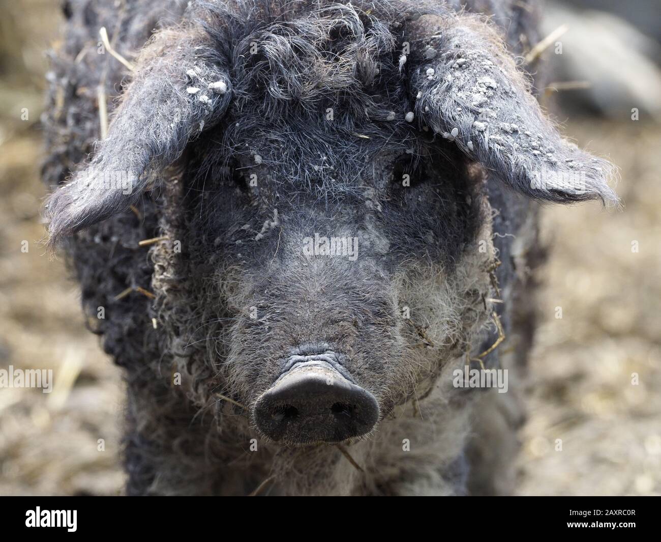 Mangaliza oder Wollschwein ist eine ungarische Schweinezucht, die vom Erlöschen bedroht ist Stockfoto