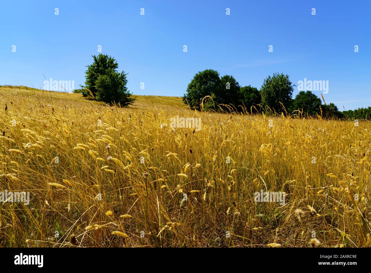 Landschafts- und Trockenrasen auf Klein Zicker im Biosphärenreservat Südost-Rügen, Mönchgut-Granitz, Landkreis Vorpomern-Rügen, Mecklenburgisch-Vor Stockfoto