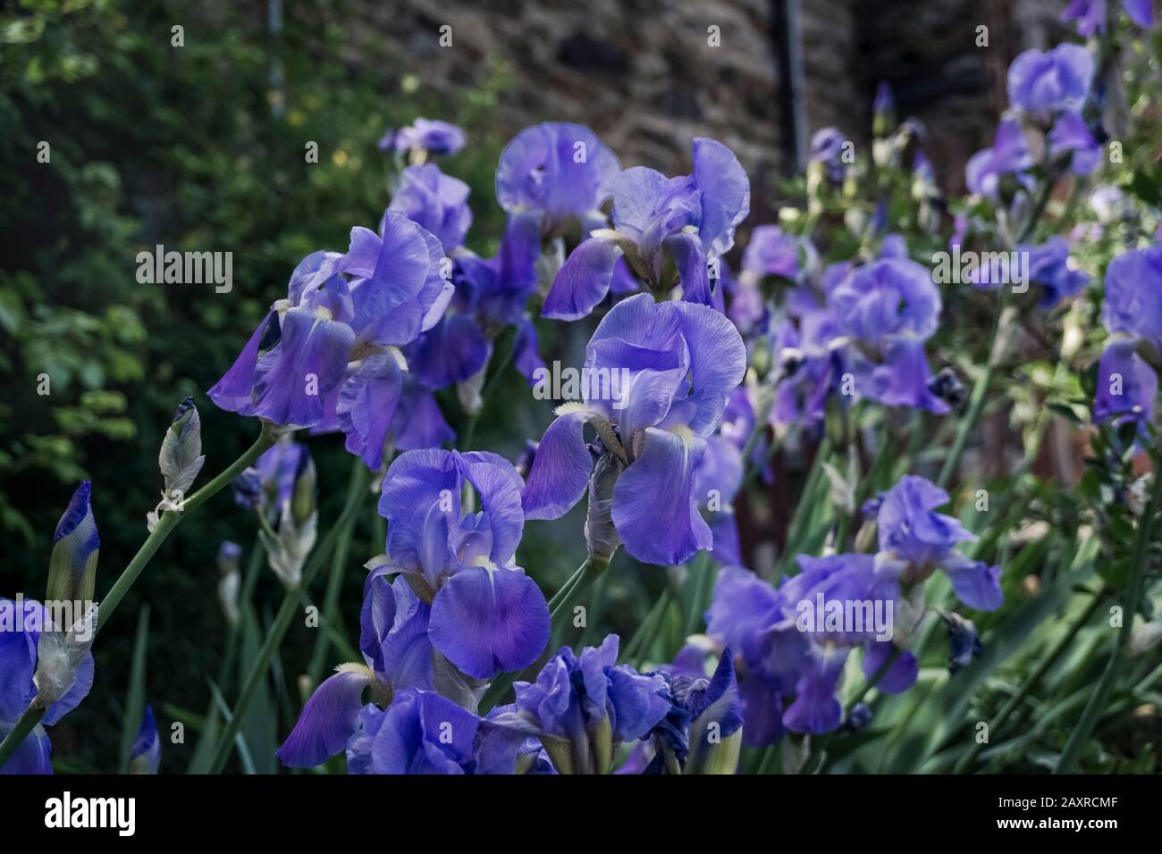 Blaue Irisse im Frühling in Laurenque. Das Hotel befindet sich im regionalen Naturpark Haut-Languedoc. Stockfoto