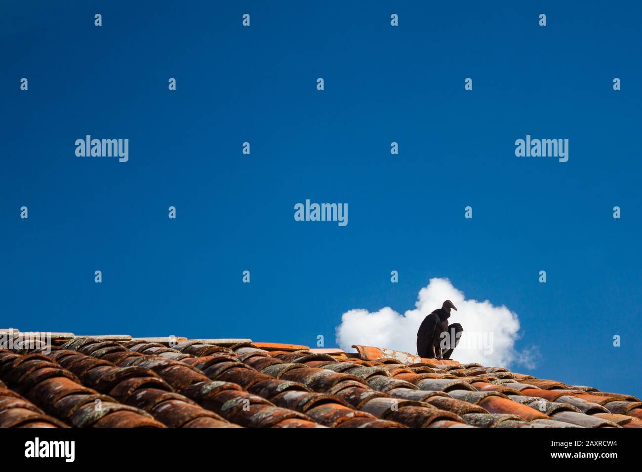 Schwarzer Vogel auf einem Dach, blauer Himmel und eine Wolke Stockfoto