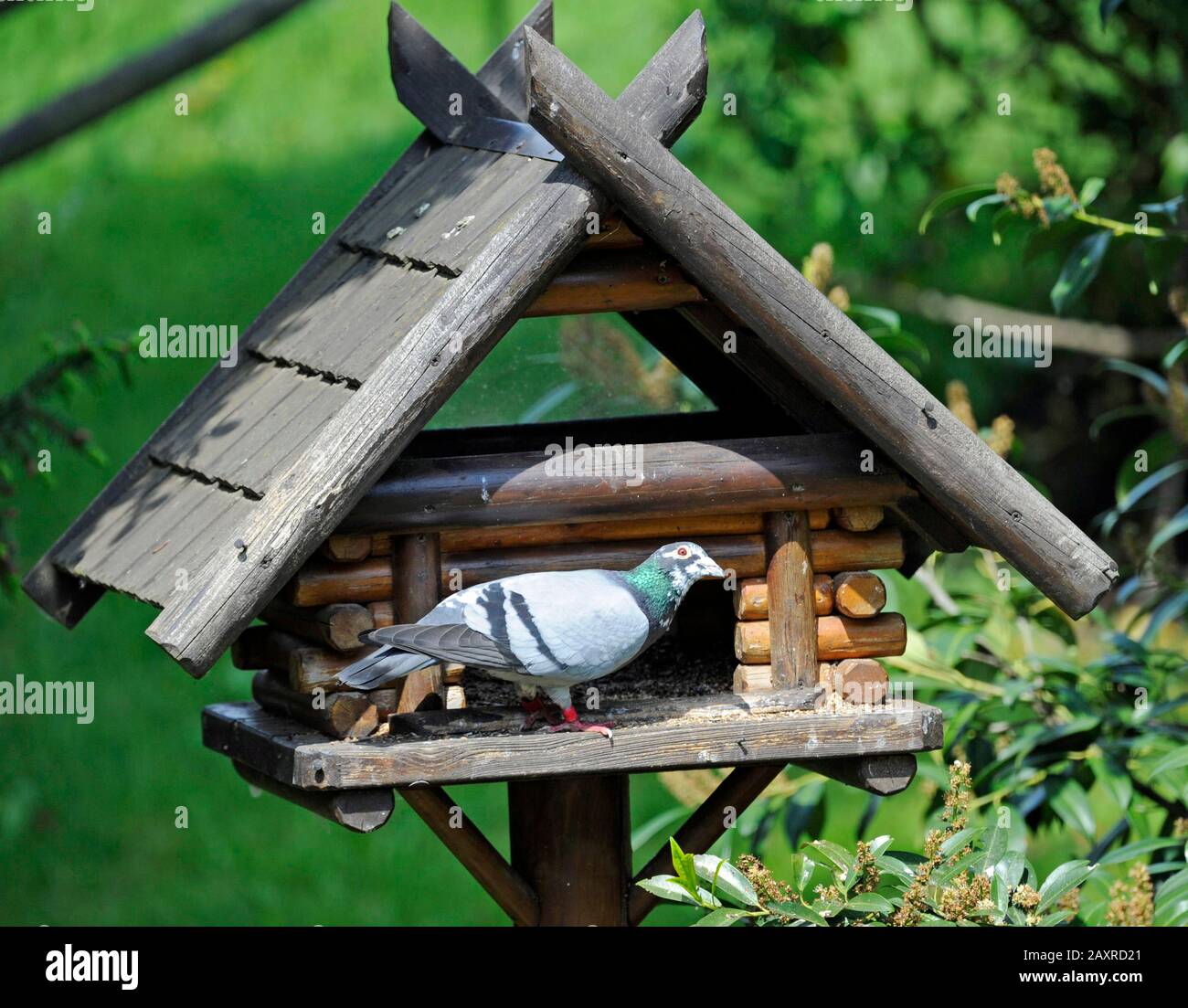 Brieftaube ist verschwunden und gewinnt in einem Futterhaus im Garten an Kraft Stockfoto