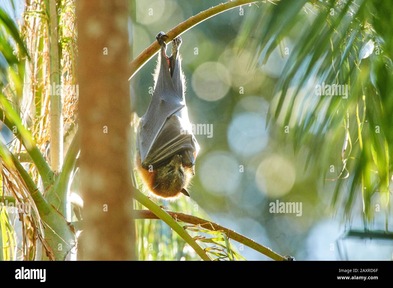 Grau-köpfiger Flying Fox, Pteropus poliocephalus, hängend an Zweigstelle, Australien Stockfoto