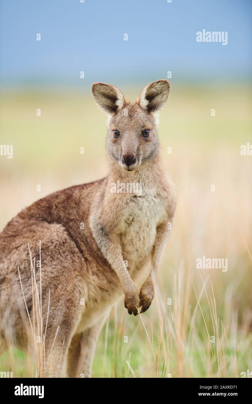 Eastern Great Gray Kangaroo, Macropus giganteus, auf Wiese, Great Otway National Park, Victoria, Australien Stockfoto