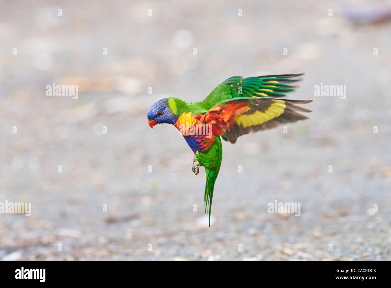 Kokosnusslorikeet, Regenbogenlorikeet, Trichoglossus haematodus, am Kieselstrand Murramarang Nationalpark, Victoria, Australien Stockfoto