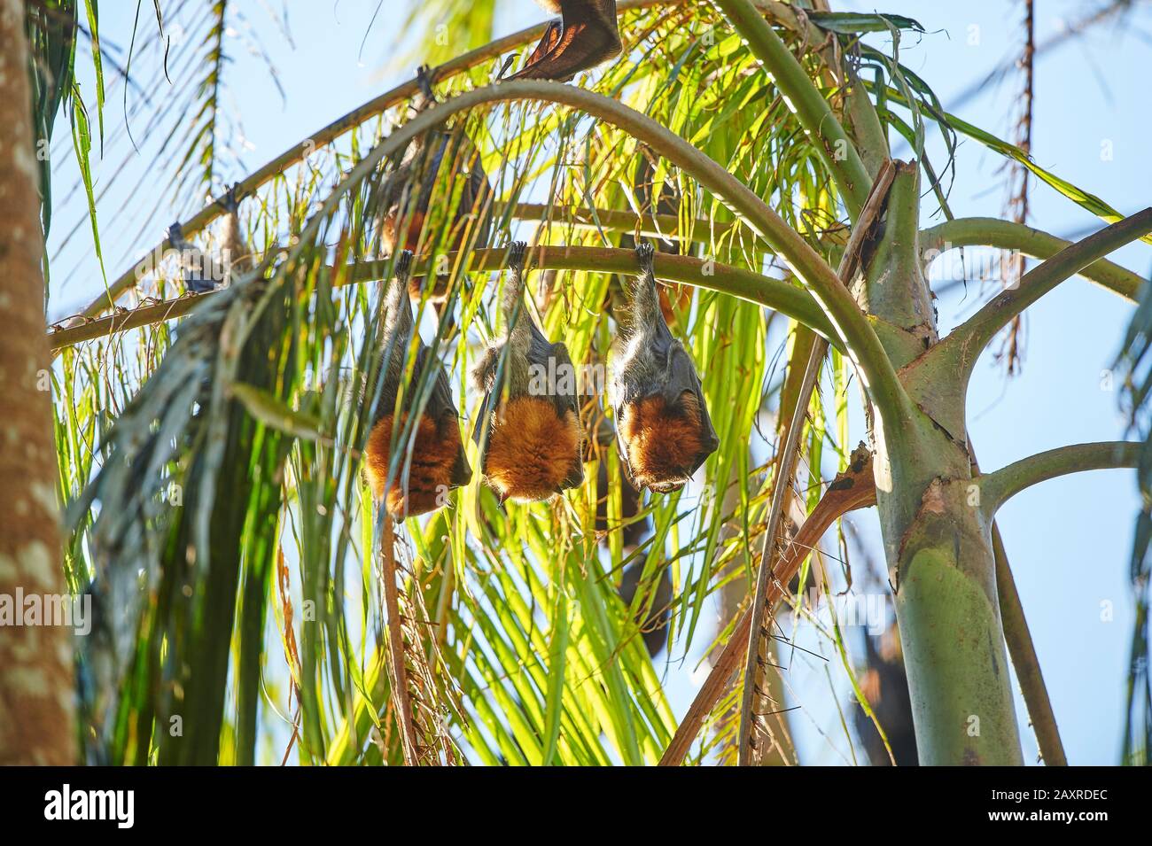 Grau-köpfiger Flying Fox, Pteropus poliocephalus, hängend an Zweigstelle, Australien Stockfoto