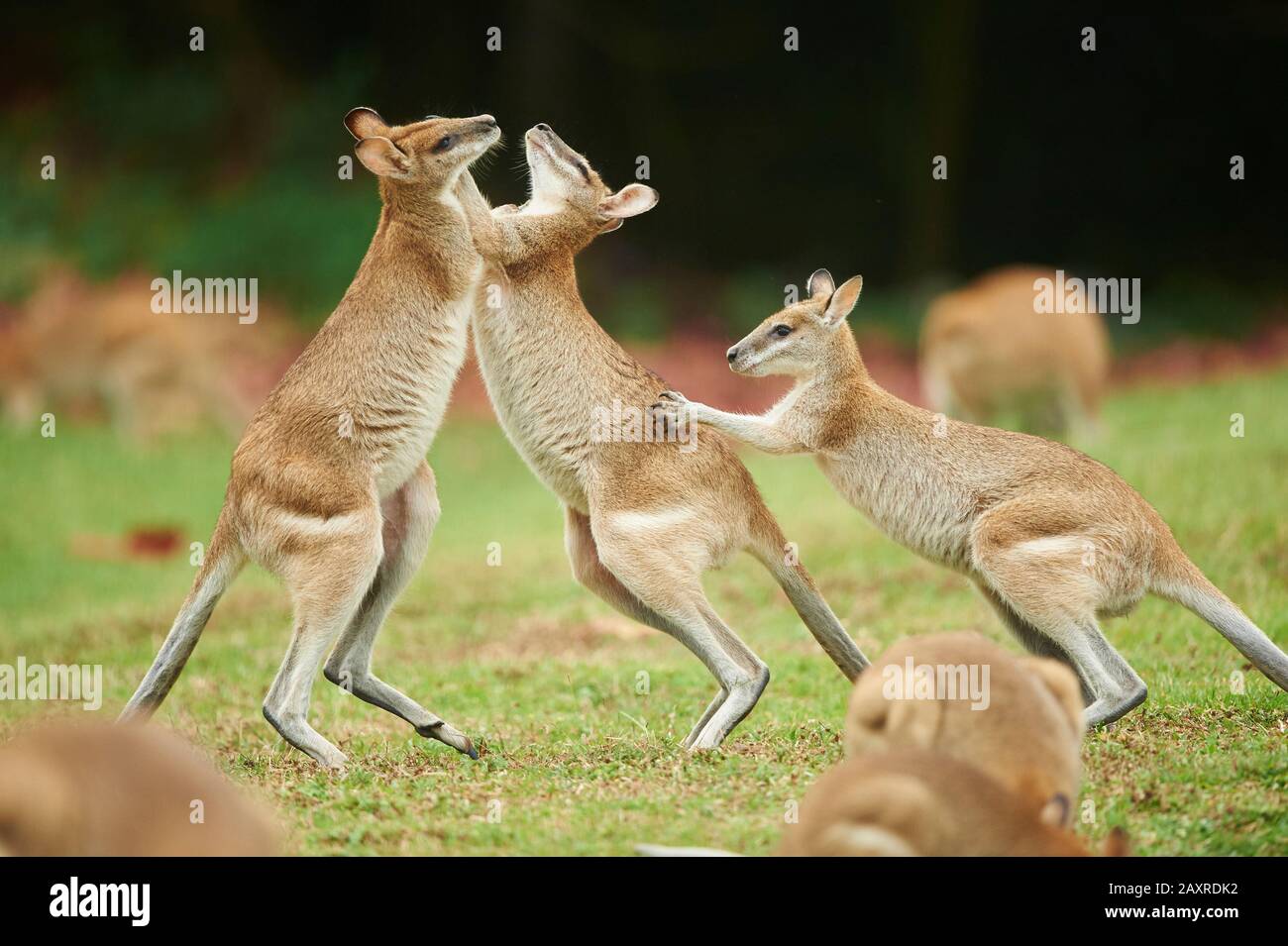 Agile Wallabies, Macropus agilis, Kämpfe auf einer Wiese, Queensland, Australien, Oceania Stockfoto