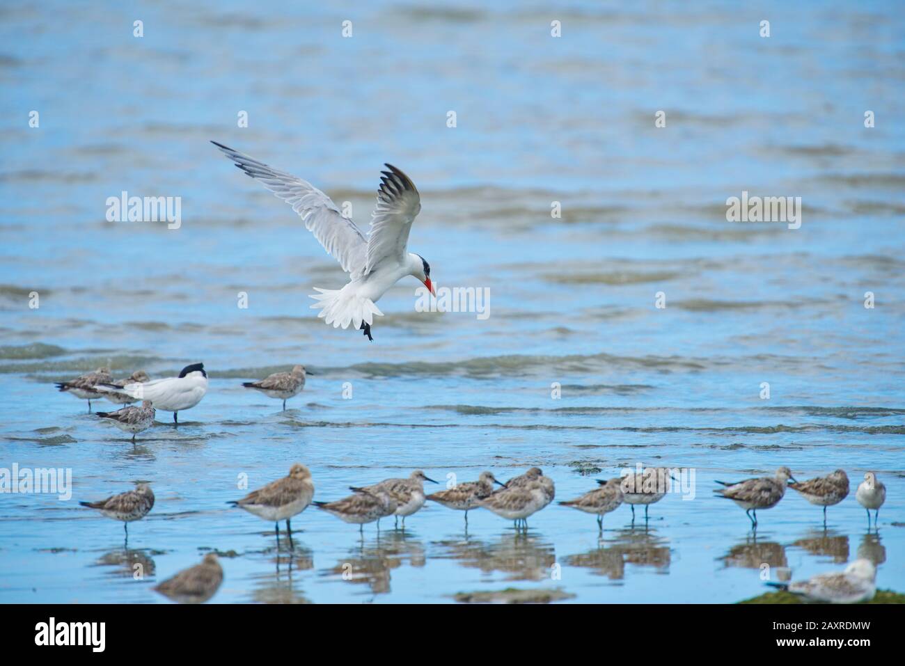 Gemeine Tern, Sterna hirundo, Erwachsene, fliegen, Queensland, Australien Stockfoto