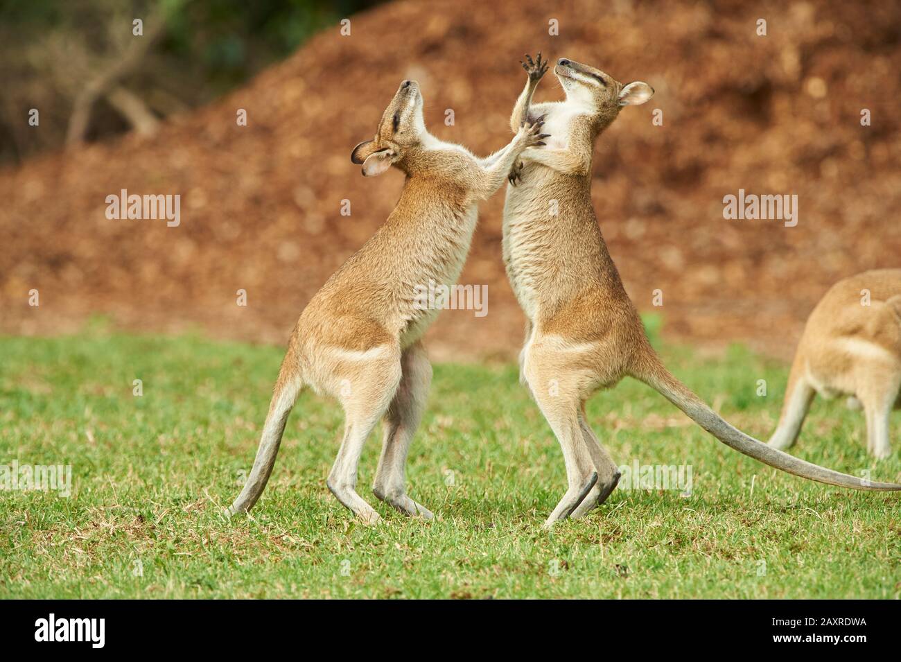 Agile Wallabies, Macropus agilis, Kämpfe auf einer Wiese, Queensland, Australien, Oceania Stockfoto