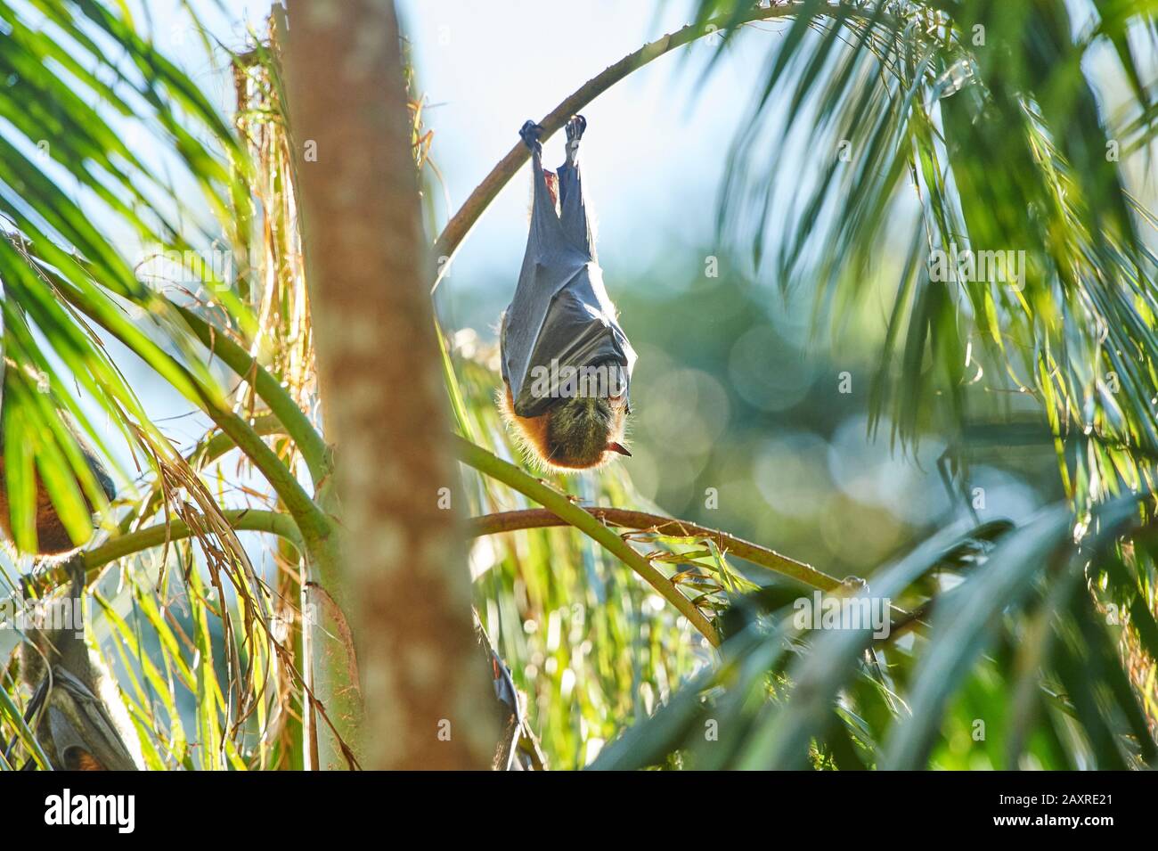 Grau-köpfiger Flying Fox, Pteropus poliocephalus, hängend an Zweigstelle, Australien Stockfoto