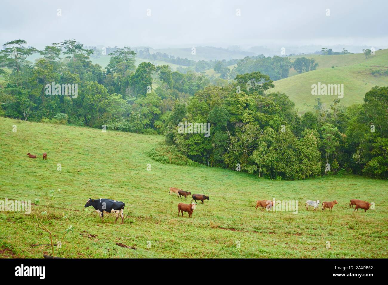 Regenwald, Wiesen mit Kühen und Auerochsen, Bos primigenius taurus, Queensland, Australien, Oceania Stockfoto
