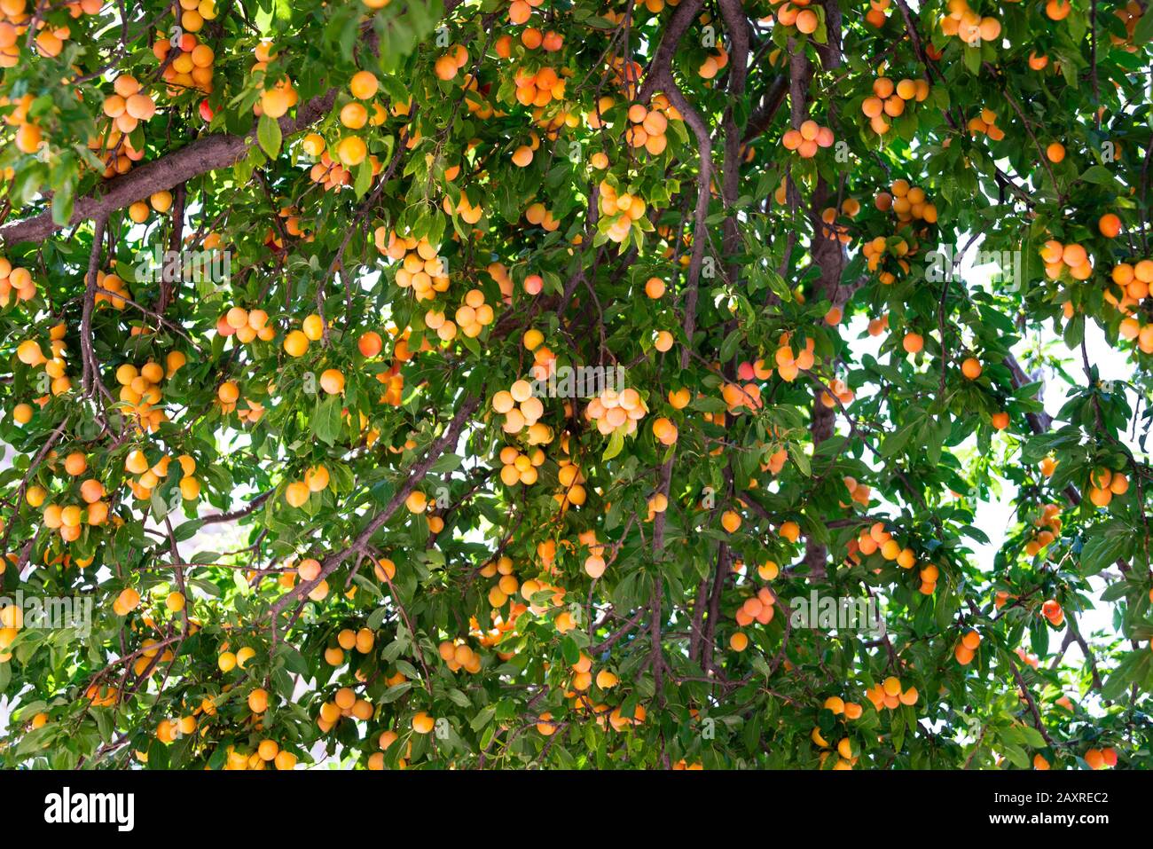 Nahaufnahme eines gelben Pflaumenbaums verzweigt sich schwer mit reifen Früchten. Stockfoto