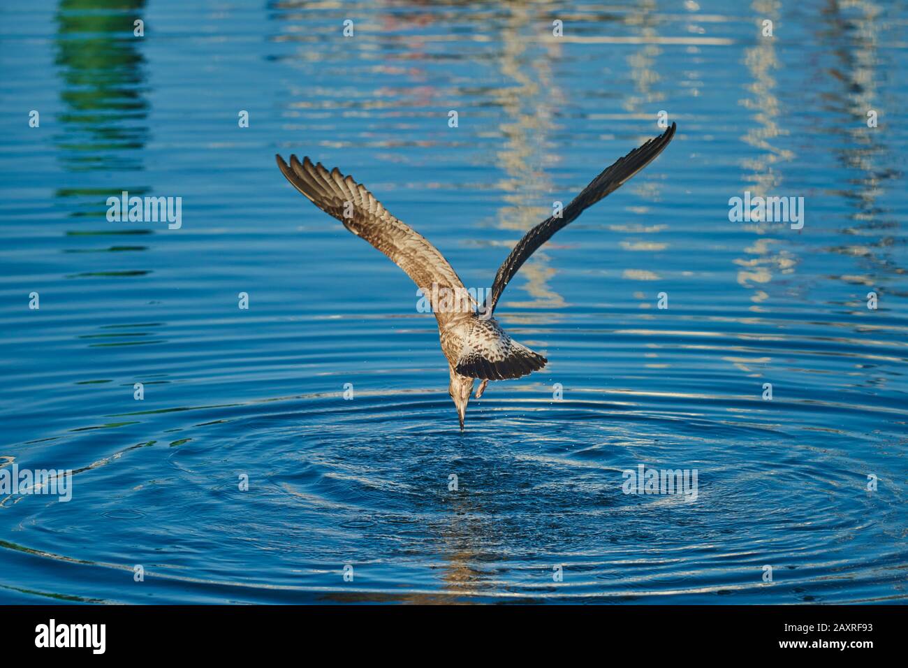 Mediterranean Gull (Larus michahellis) versucht, einen Fisch aus dem Wasser zu ziehen, Baskenland, Spanien Stockfoto