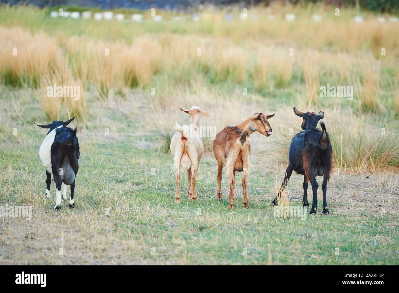 Hausziege, Capra aegagrus hircus, frontal, Go, Wiese, Crete, Griechenland Stockfoto