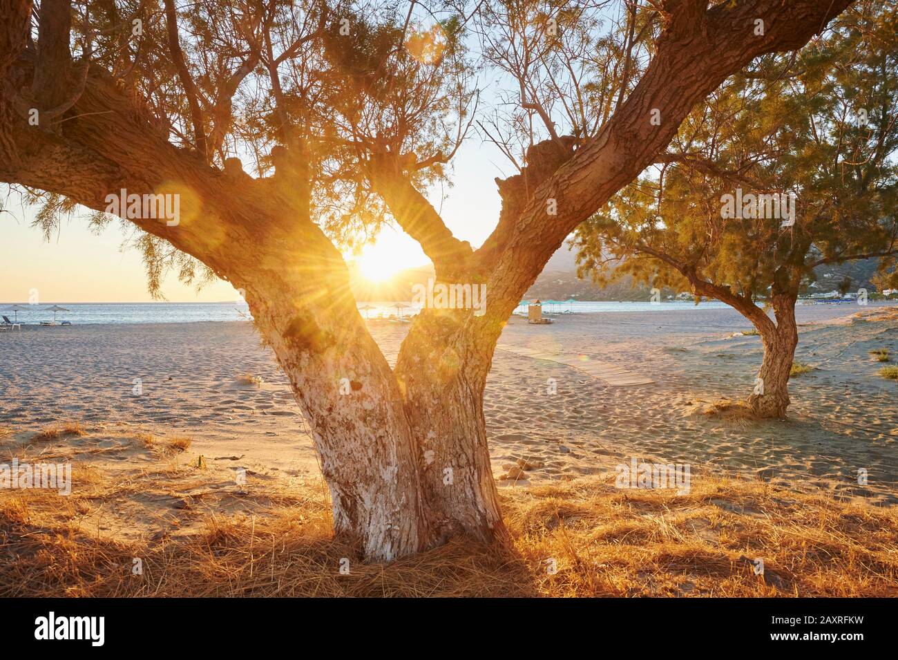 Sonnenuntergang zwischen den alten Bäumen am Meer bei Plakias, Crete, Griechenland Stockfoto