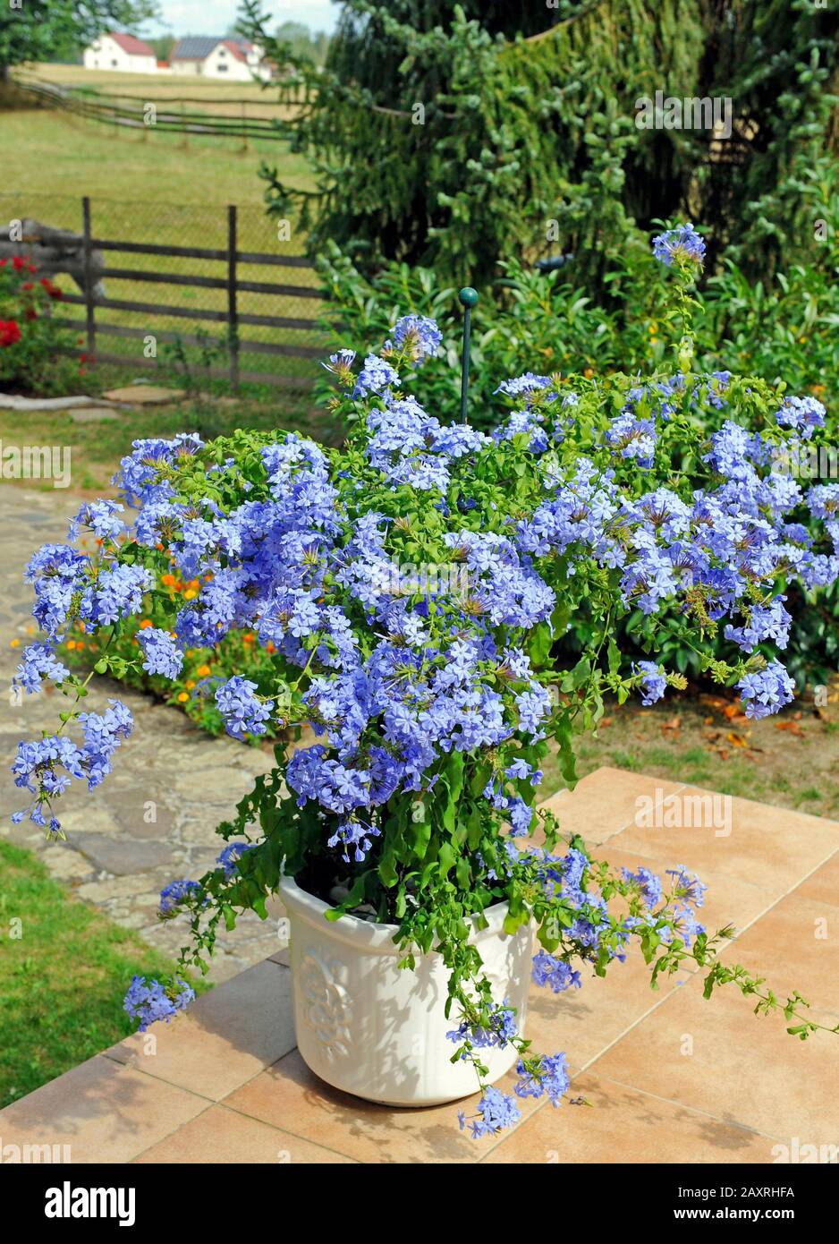 Üppiges blaues blondes bleies oder plumbago als Topfpflanze auf einer sommerlichen Terrasse Stockfoto