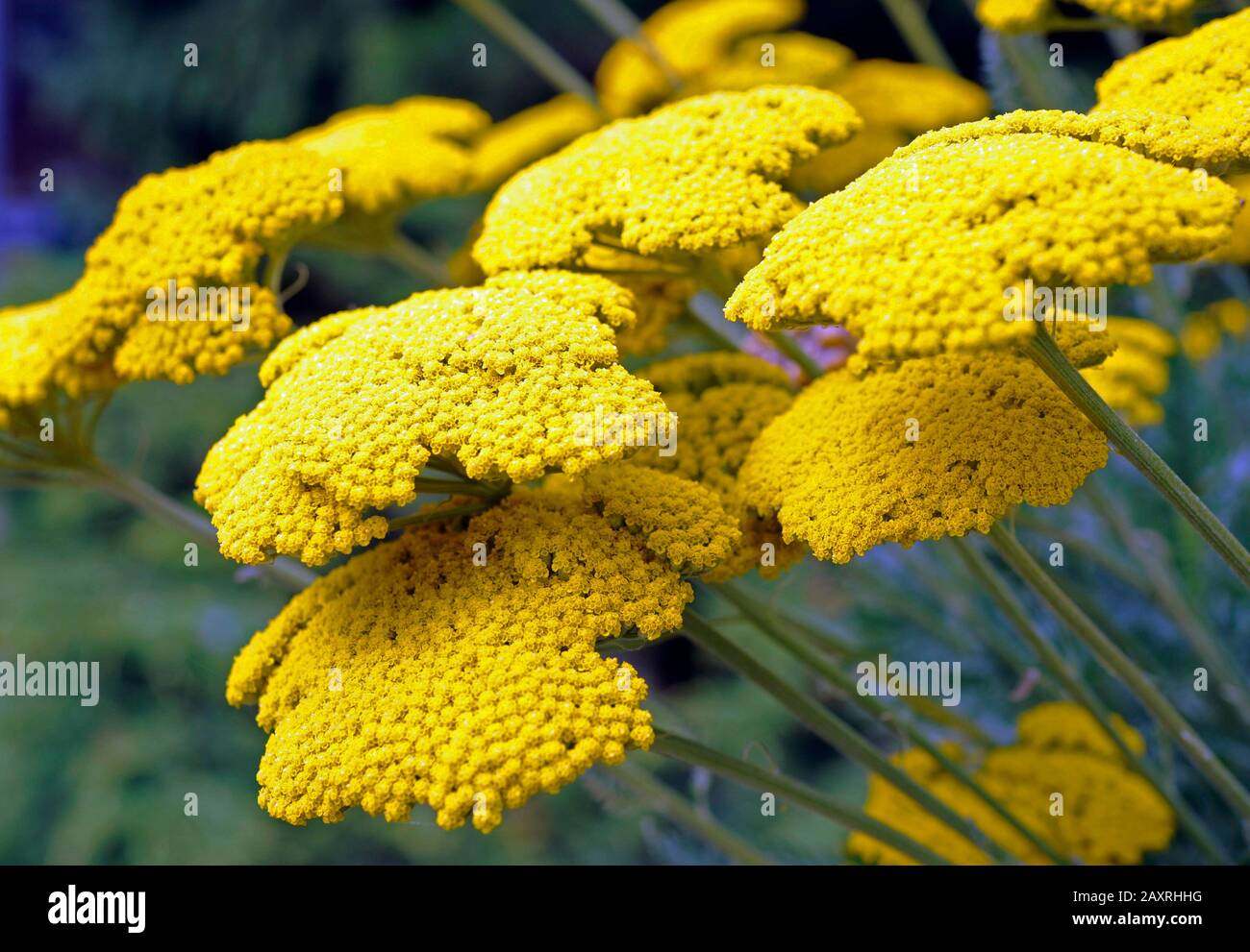 Die großen Blumen des wolligen Yarrow sind gelb blühend, eine eindrucksvolle mehrjährige im sommerlichen Hüttengarten. Stockfoto