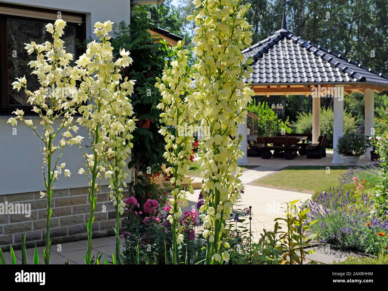 Prächtige Blumen der exotisch aussehenden Yucca Flaccida im sommerlichen, mehrjährigen Garten. Stockfoto