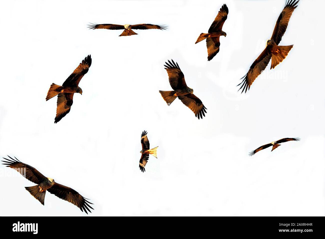 Roter Kite auf dem Suchflug über sein Gebiet Stockfoto