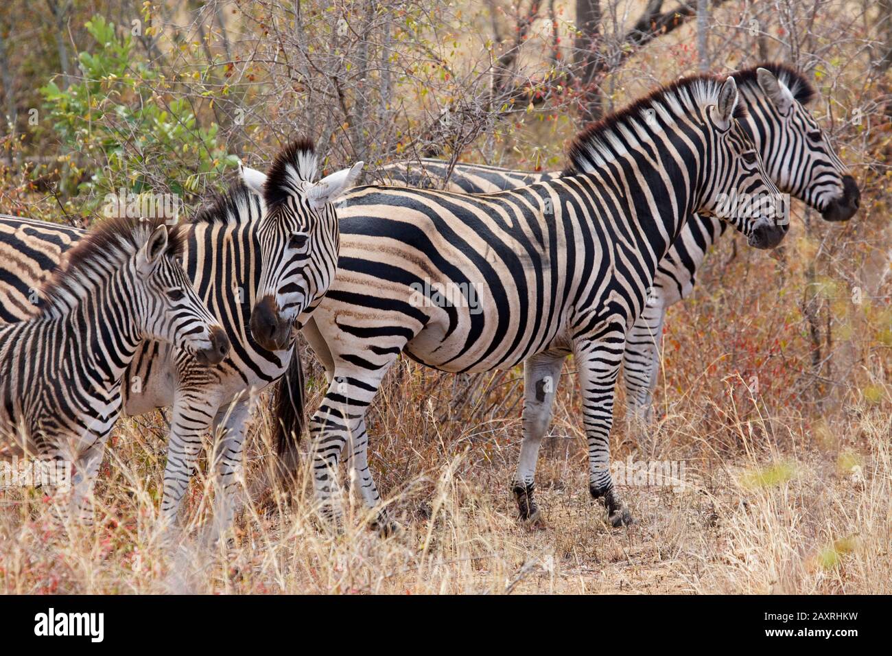 Burchells Zebras mit Kuppen in der Nähe von Skukuza im Kruger-Nationalpark. Stockfoto