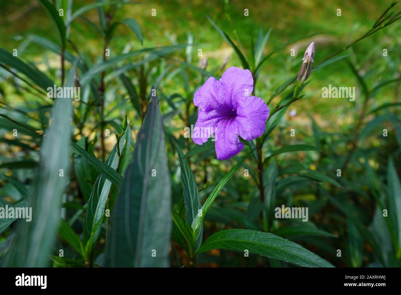 Eine schöne lila Blume im Garten Stockfoto