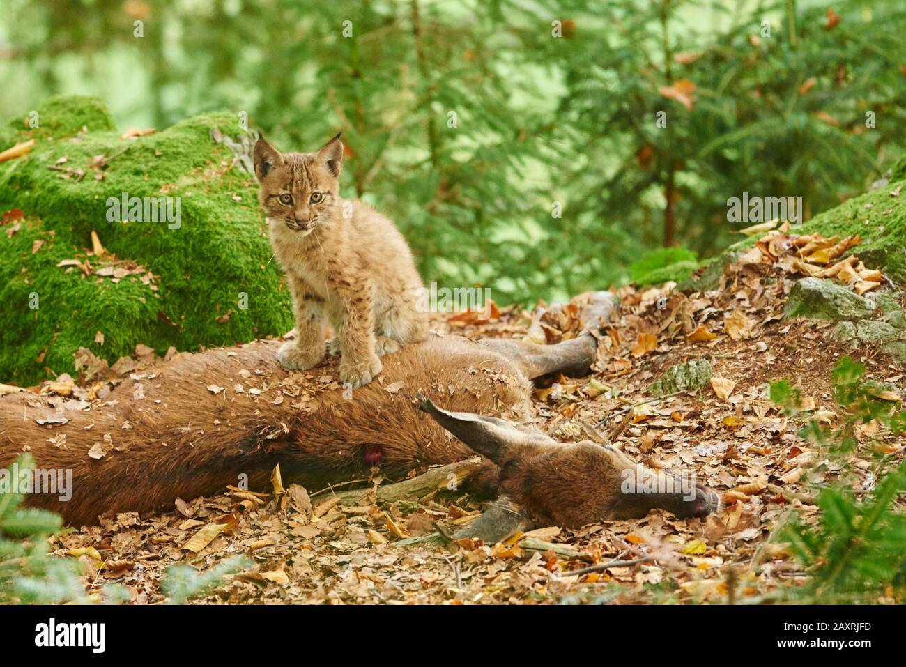 Eurasisch Lynx, Lynx Luchs, Jungtier, Beute, Hirschkalb, Bayerischer Wald, Bayern, Deutschland, Europa Stockfoto