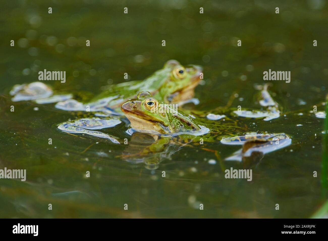 Gemeiner Frosch, Rana temporaria, Wasser, sitzend Stockfoto