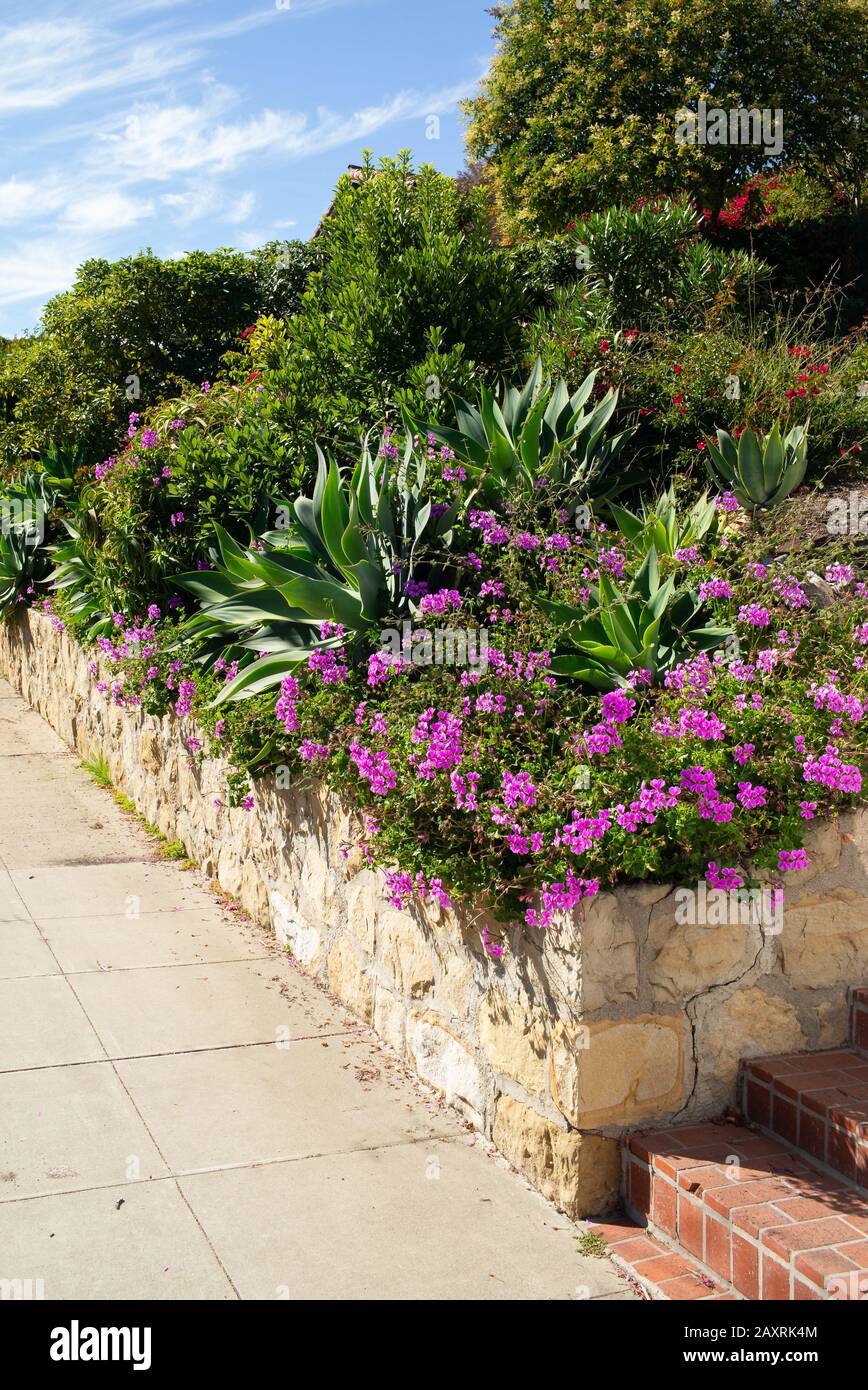 Kalifornischer Garten mit Sandsteinwand, Agaven und anderen einheimischen Pflanzen Stockfoto