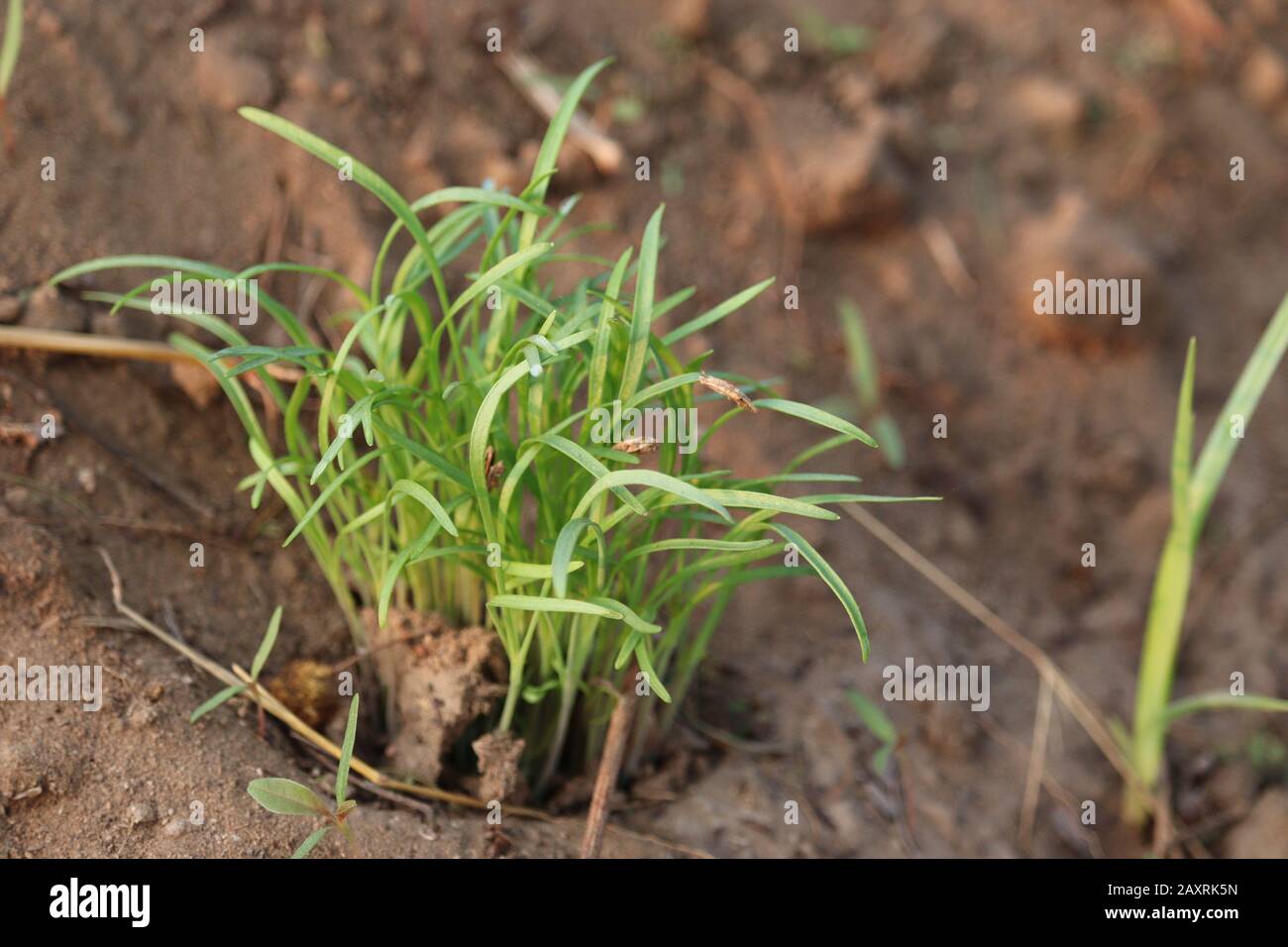 Nahaufnahme des Pflanzenkopfs der grünen Fenchelpflanzen, EINER einzigen Maispflanze, die in Sand wächst, Pflanzen Wurzeln im Sand, Konzept für Wachstumspflanzen, Pflanzen im Stockfoto