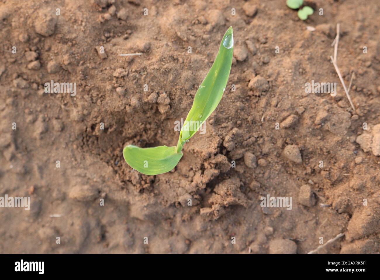 Nahaufnahme des Pflanzenkopfes Grünkornpflanzen, EINE einzelne Maispflanze, die in Sand wächst, Pflanzen Wurzeln im Sand, Konzept für Wachstumspflanzen, Pflanzenimag Stockfoto