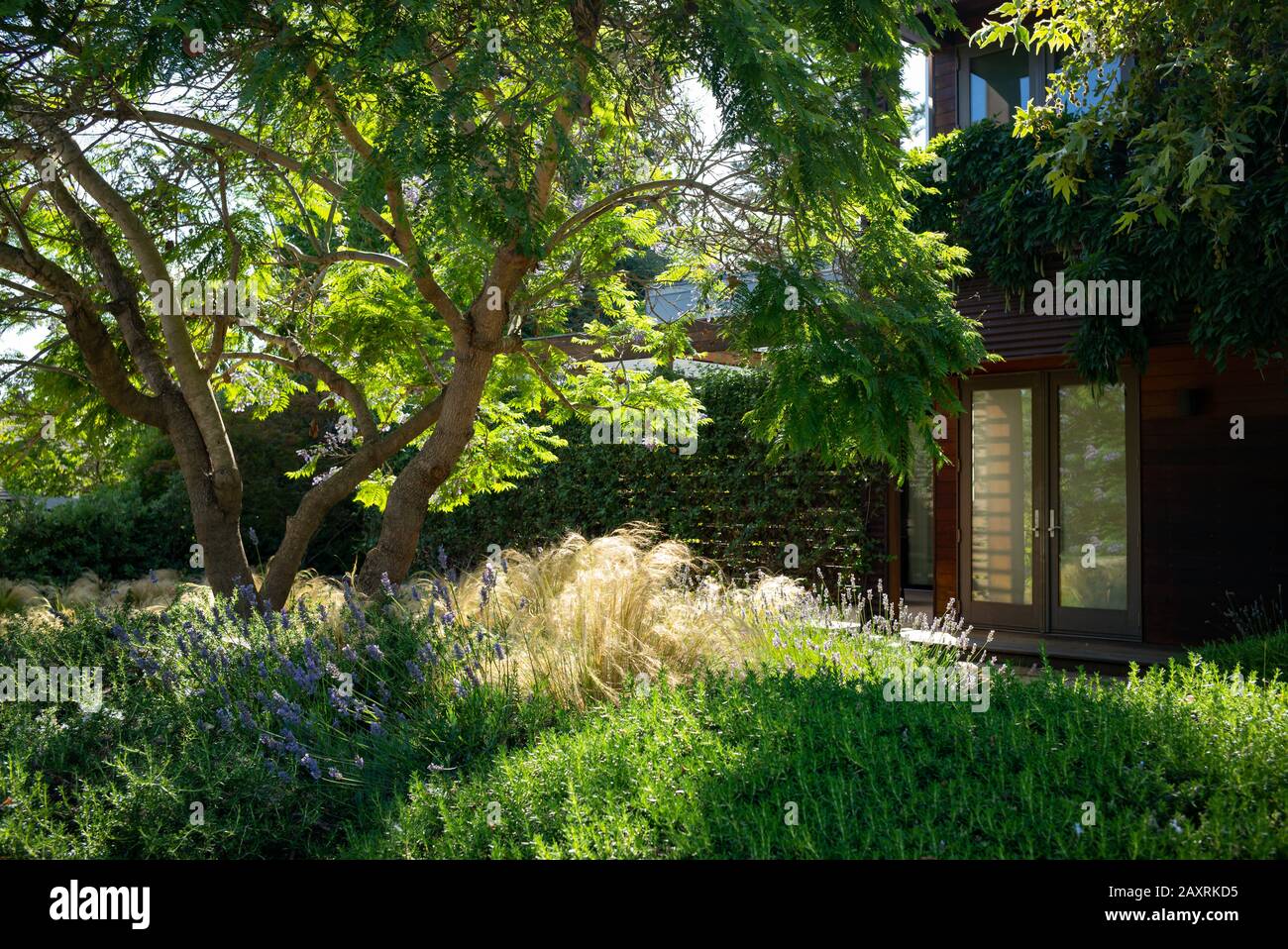 Schönes Haus in Kalifornien mit einem natürlichen Landschaftsdesign mit hohen Gräsern und einer trockentoleranten Bodendecke Stockfoto