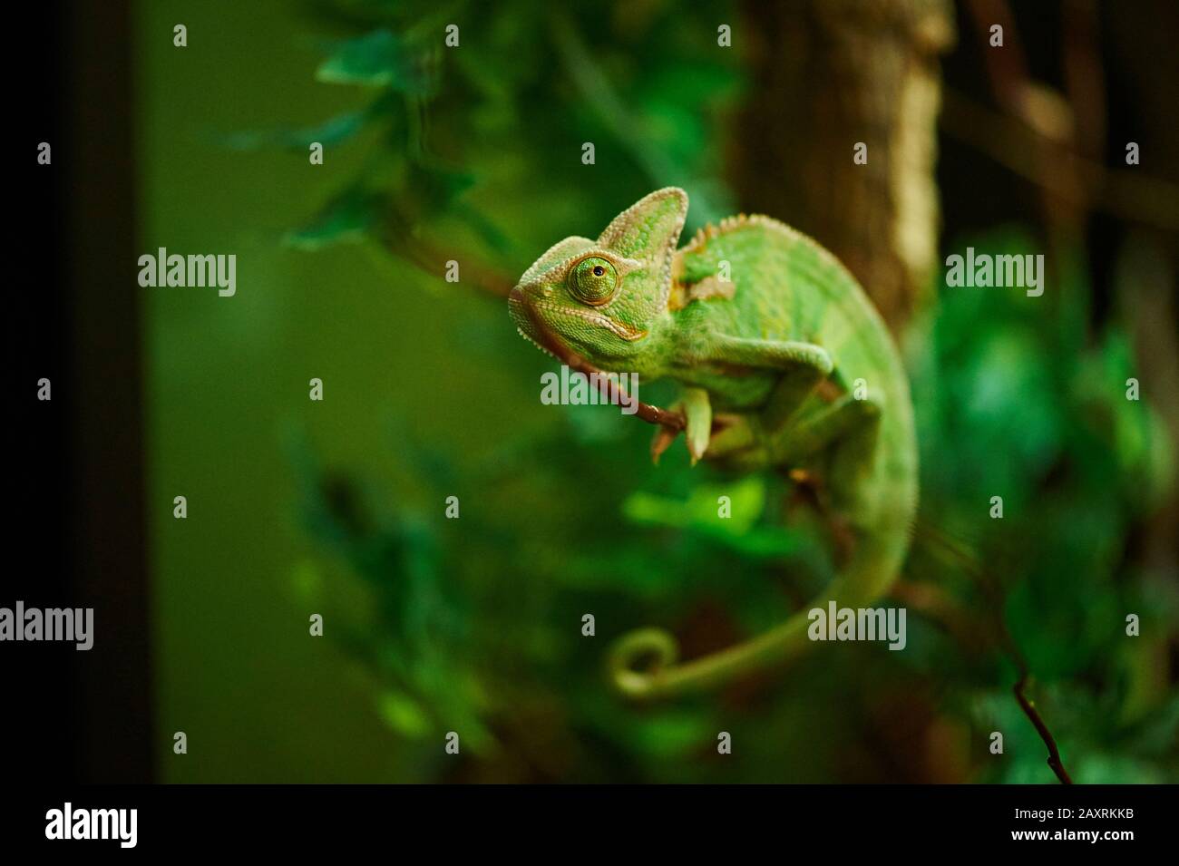 Jemen Chamäleon, Chamaeleo calyptratus, seitwärts, klettern, Stockfoto