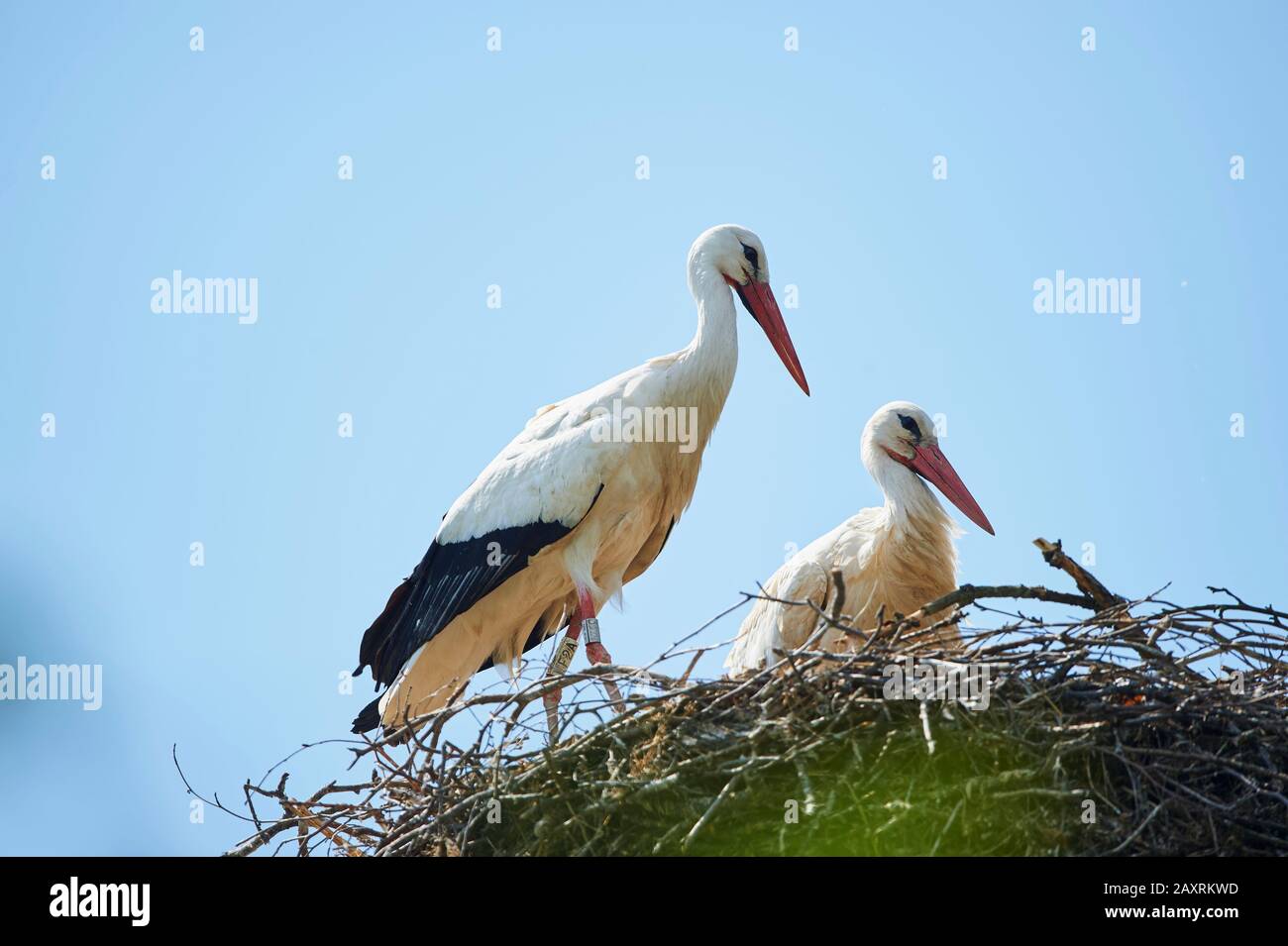Weißstörche, Ciconia ciconia, nisten, seitlich, stehend Stockfoto