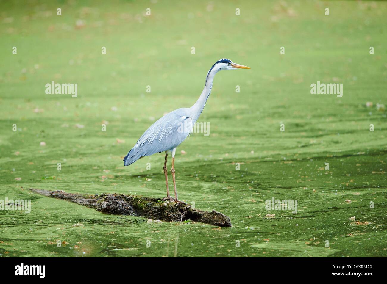 Graureiher, Ardea cinerea, Baumstamm, Treibholz, Wasser, stehend, seitlich Stockfoto