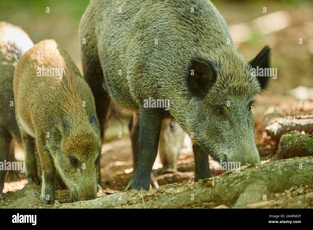 Wildschwein, Sus scrofa, stehend, frontal, Ganzkörper, Bayerischer Wald  Stockfotografie - Alamy