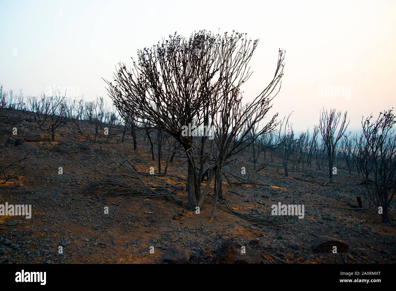 Bush Fire Verwüstung in Australien Stockfoto