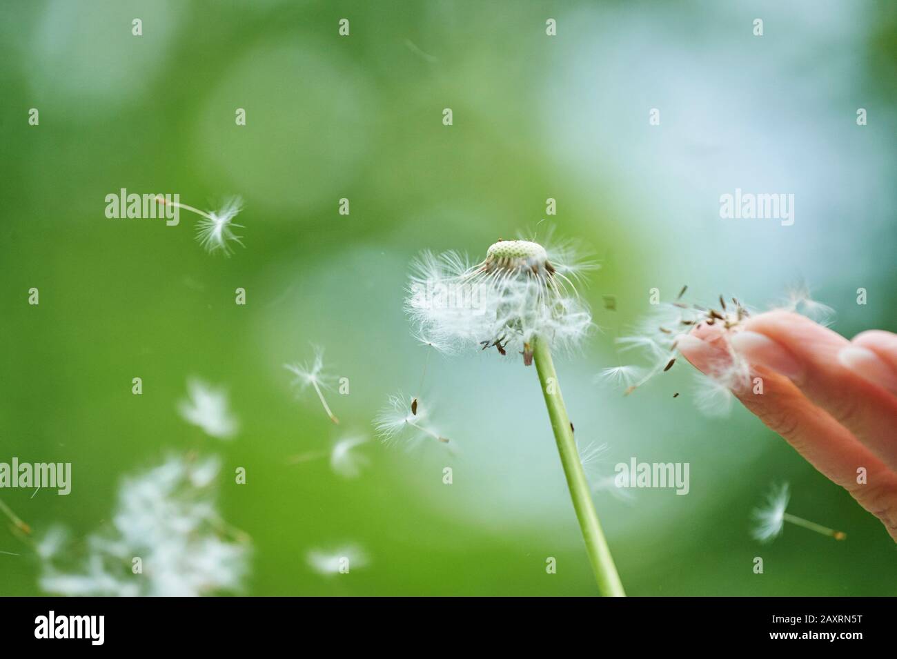 Gewöhnliche Löwenzahn, Taraxacum sect. Ruderalia, Samen Stockfoto