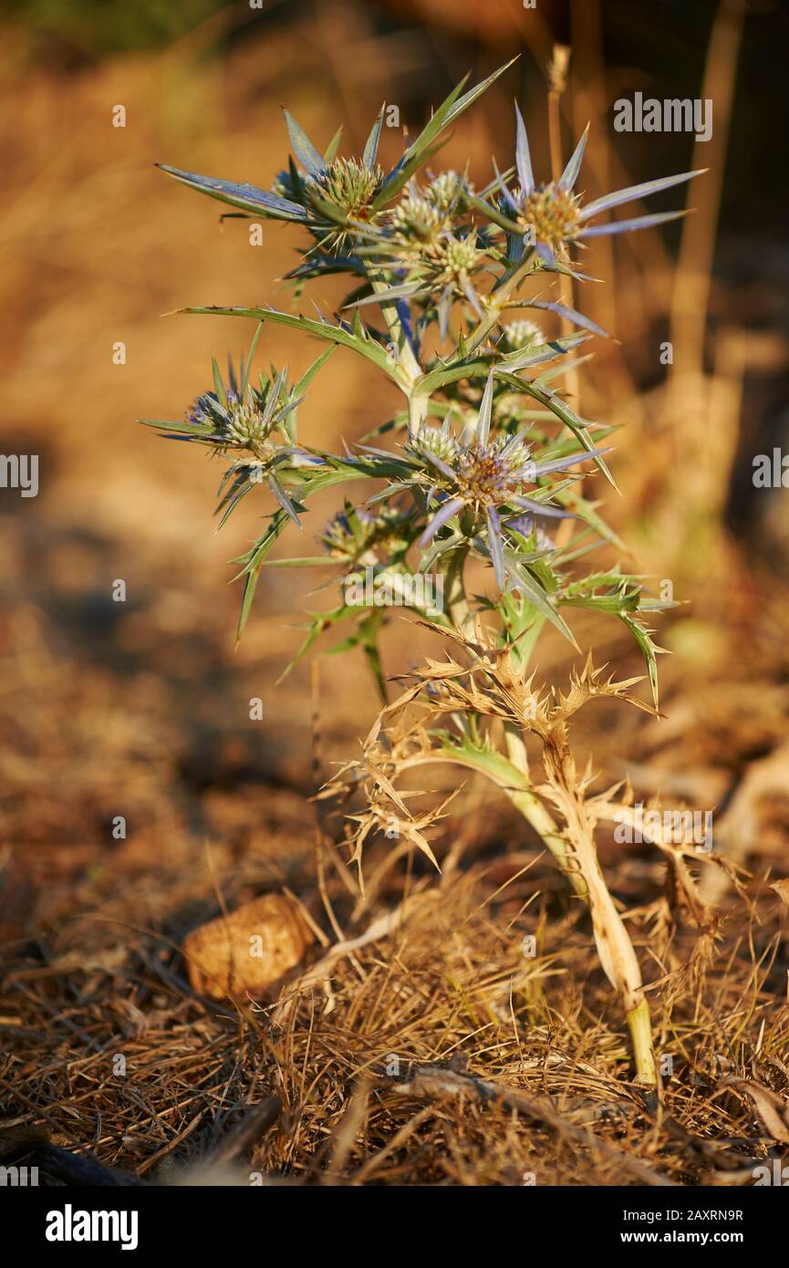 Amethyst eryngo (Eryngium amethystinum), Blossom, Cres, Kroatien Stockfoto