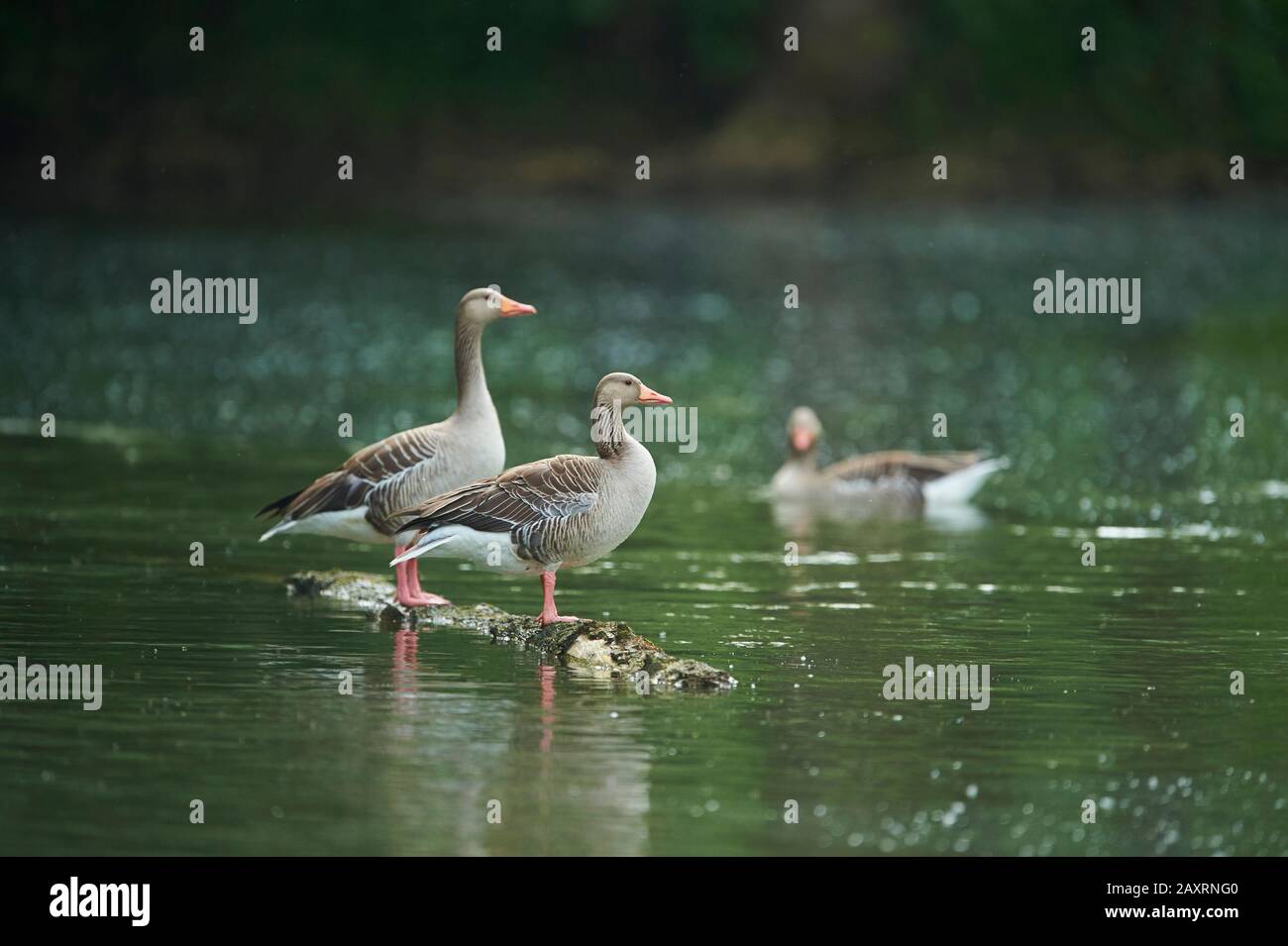 Graugänse, Anser Anser, Wasser, auf Treibholz stehend Stockfoto