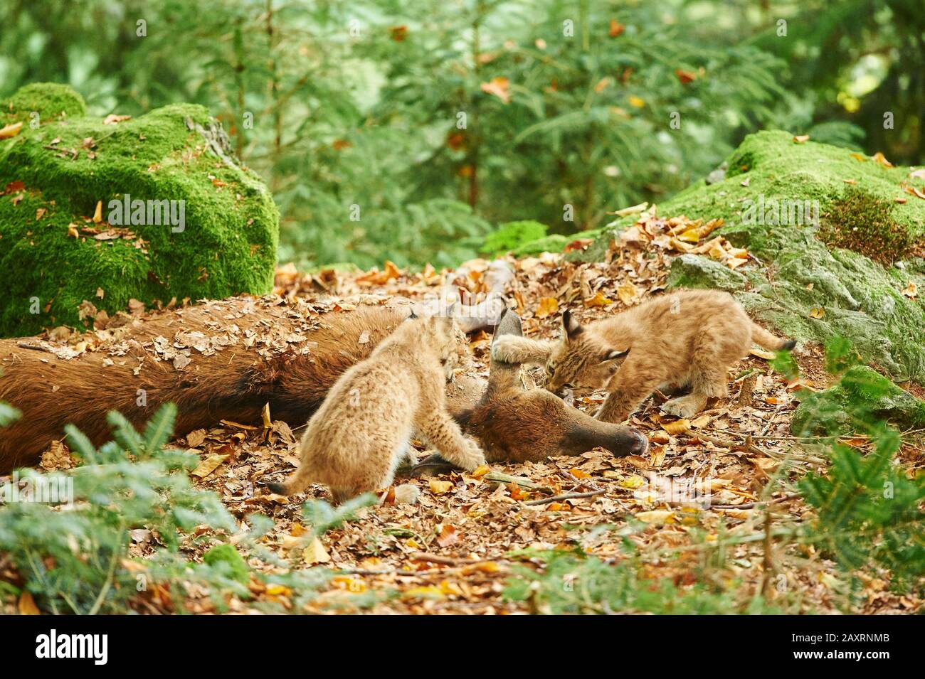 Eurasischer Luchs, Lynx Luchs, Jungtier, Beute, Hirschkalb, Bayerischer Wald, Bayern, Deutschland, Europa Stockfoto