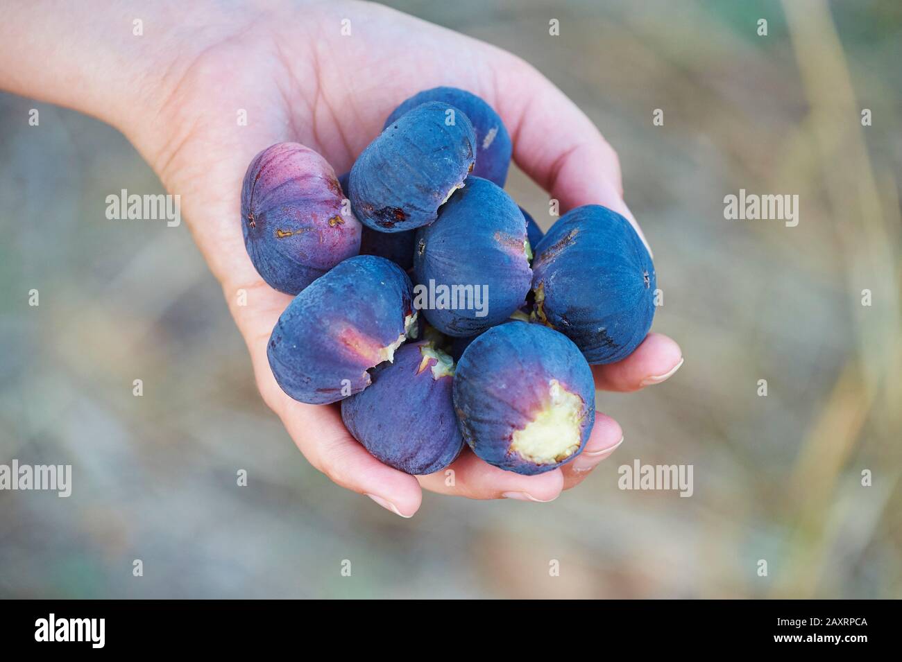 Feigenbaum (Ficus carica), Früchte in der Hand, Cres, Kroatien Stockfoto
