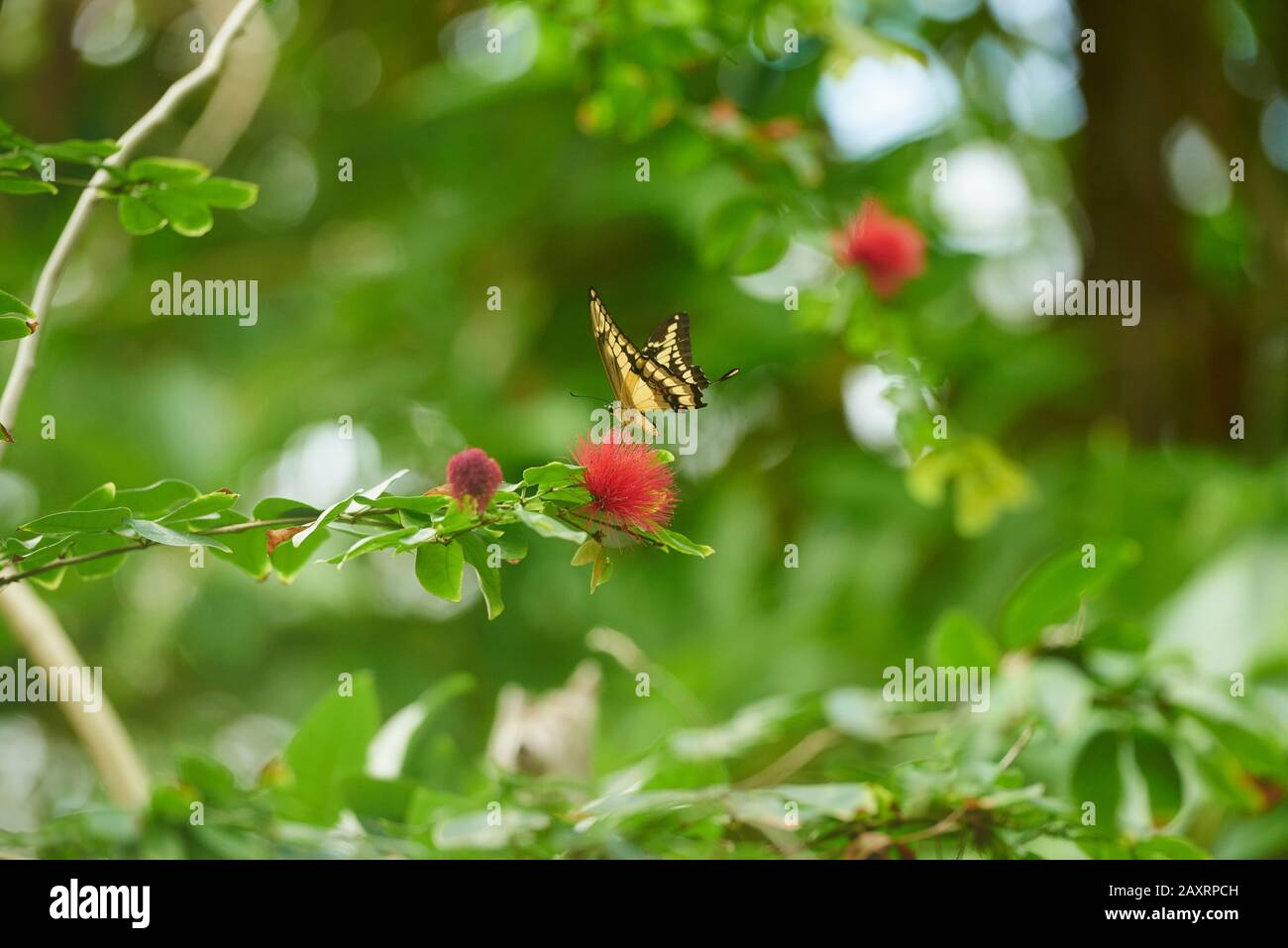 Königsschwalbenschwanz, Papilio thoas, Blüte, Fliege Stockfoto