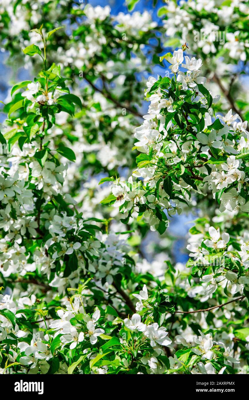 Apfelblütenzweige im Frühjahr Stockfoto