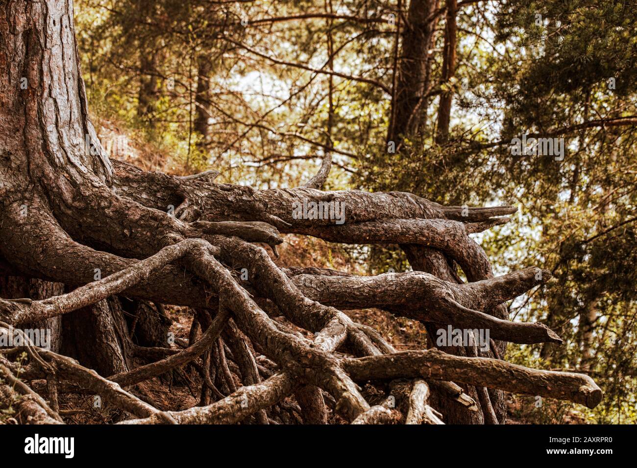 Schöne Wurzeln des Kiefernhintergrunds in der Herbstzeit. Der mitteleuropäische Teil Russlands. Stockfoto