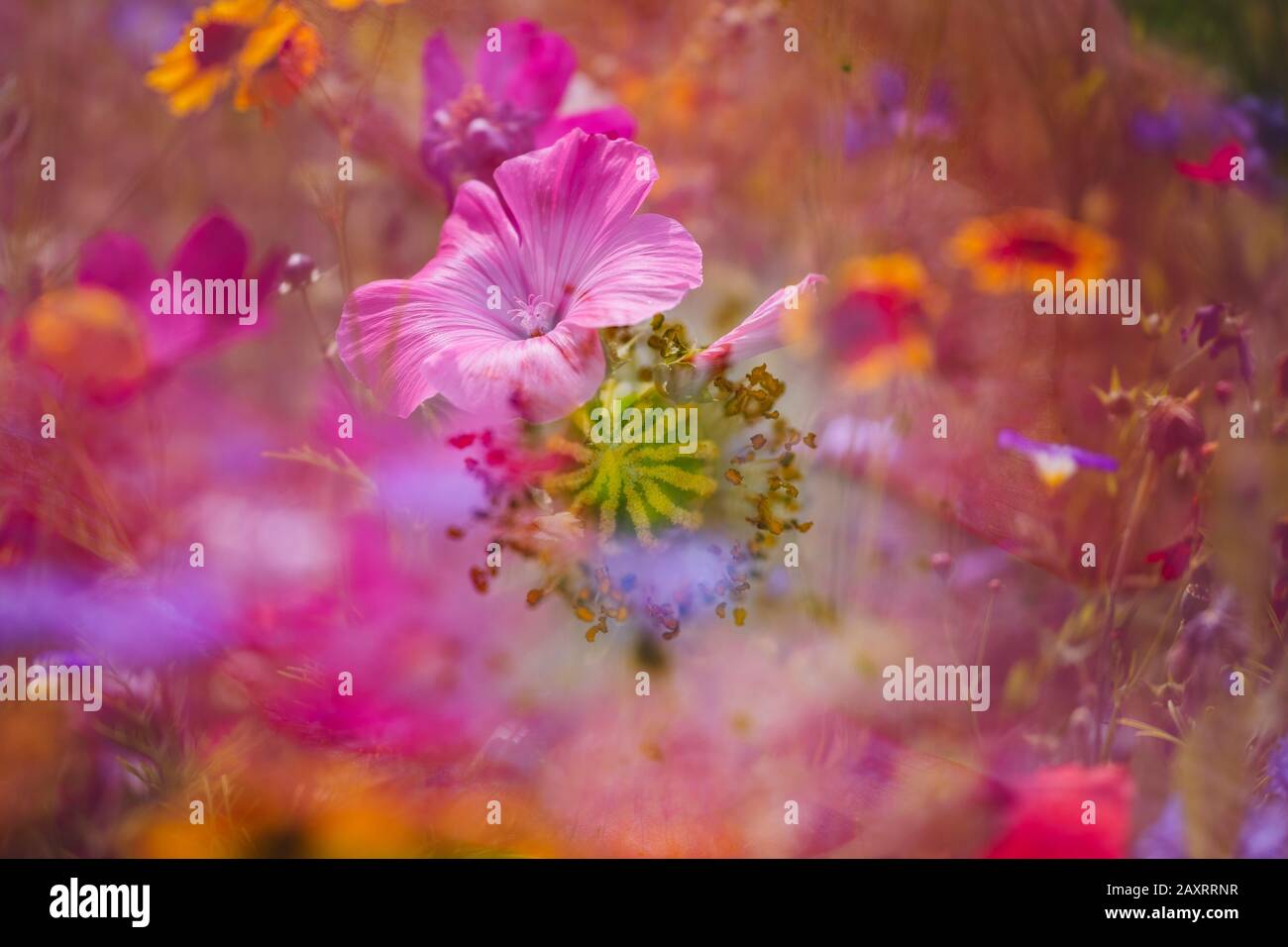 Sommerblumenwiese mit Jahresplaude, Komponieren, Lavatera trimestris Stockfoto