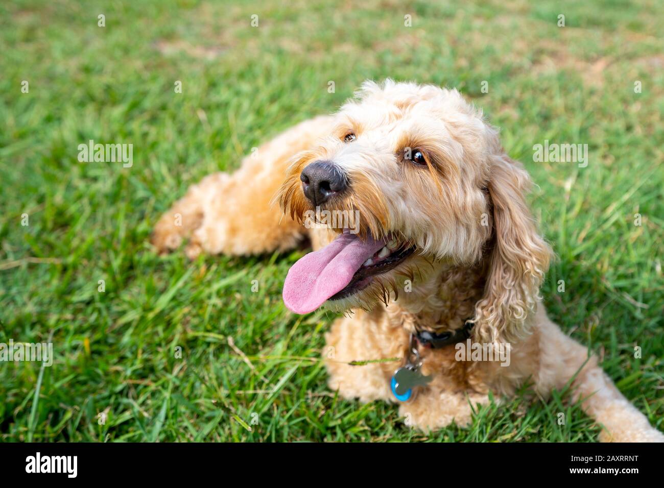 Ein honigfarbener Spoodle-Hund sitzt leise in einem Park, nachdem er mit einem Ball gespielt hat. Stockfoto
