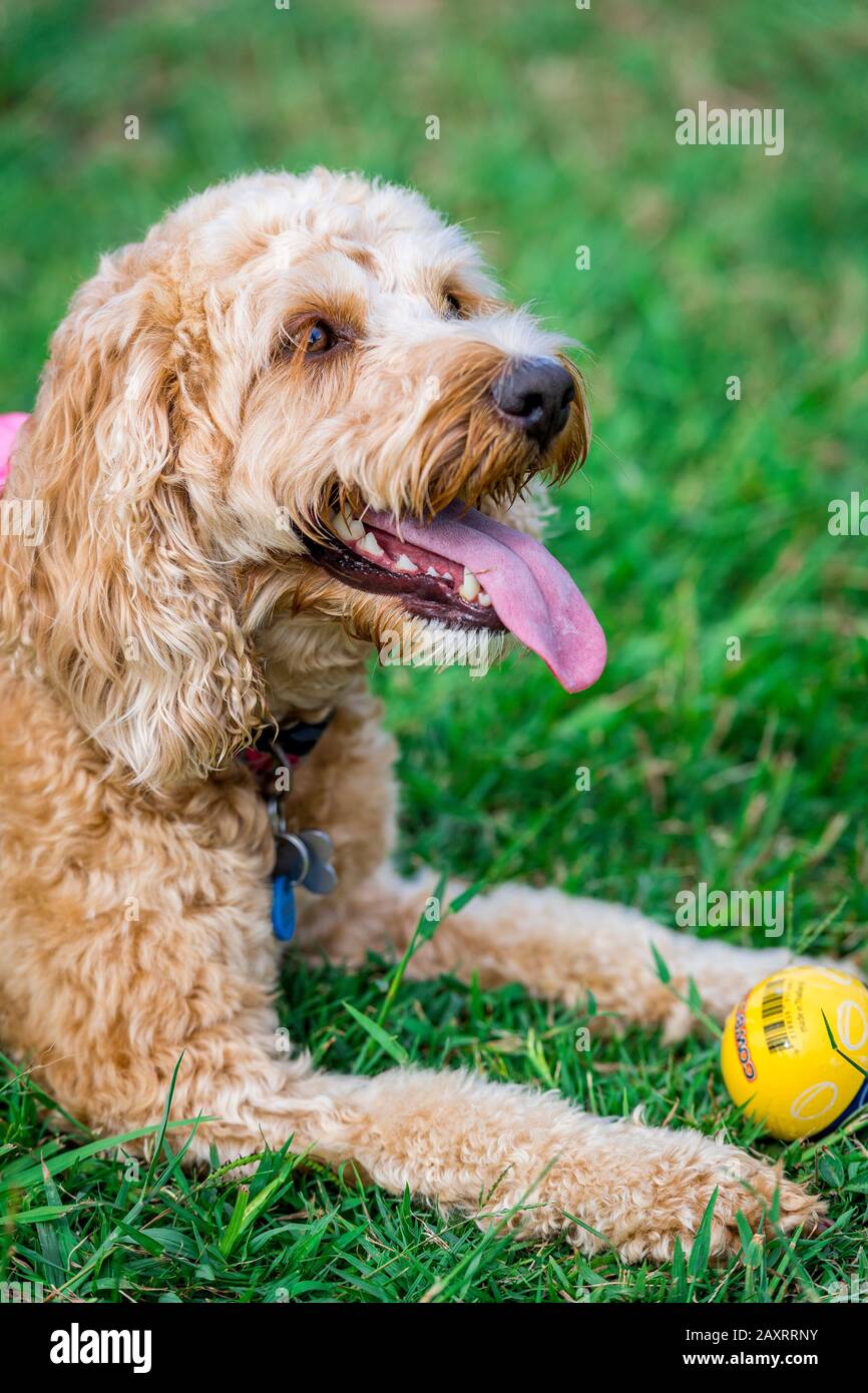 Ein Spoodle-Hund jagt einen Ball in einem australischen Park Stockfoto