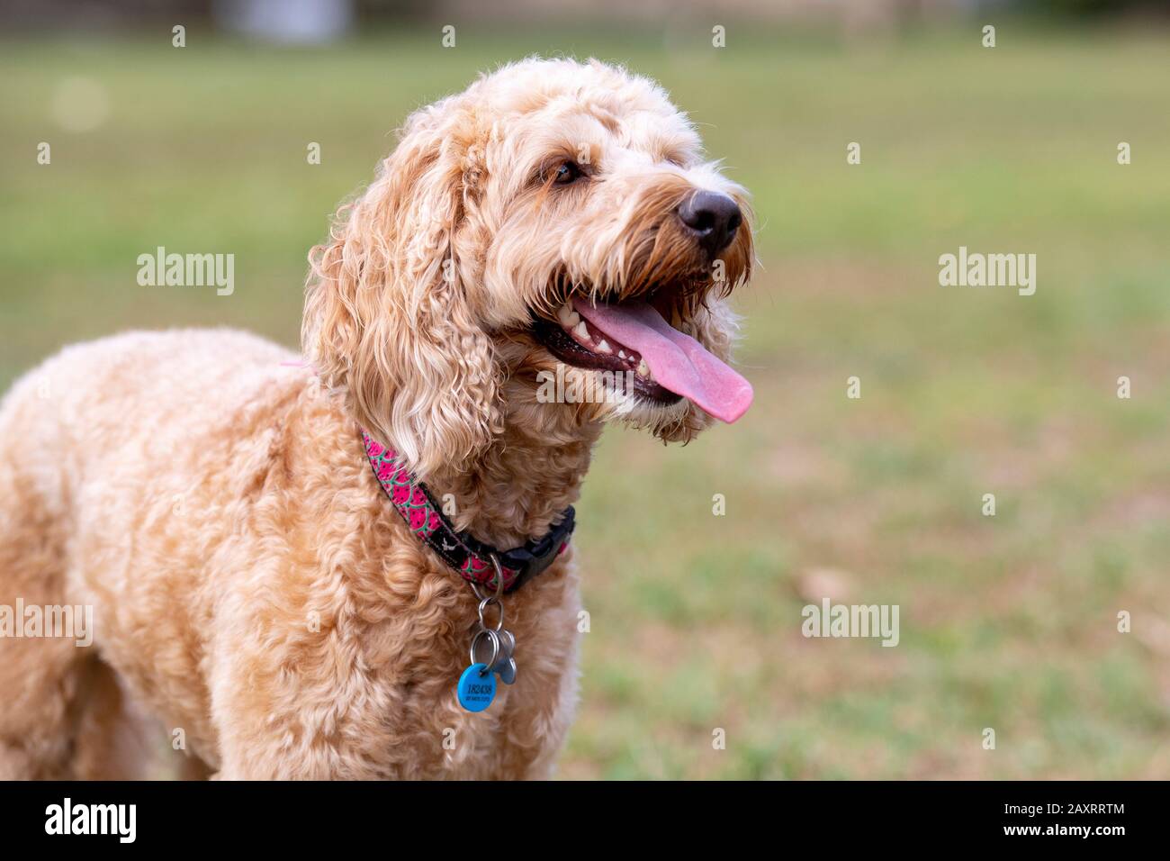 Ein honigfarbener Spoodle-Hund sitzt leise in einem Park, nachdem er mit einem Ball gespielt hat. Stockfoto